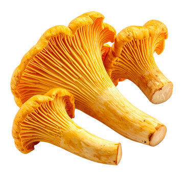 Fresh yellow chanterelle mushrooms isolated on a white background provide a healthy and natural raw ingredient for autumn forest cuisine
