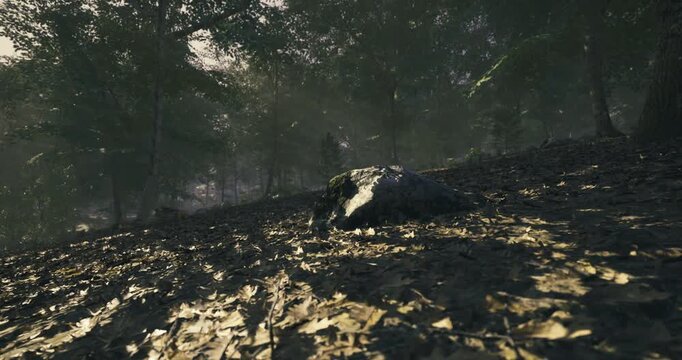 Soft sunlight streams through tall trees, illuminating a rocky patch on the forest floor covered with fallen leaves. The atmosphere feels calm and serene, perfect for relaxation.