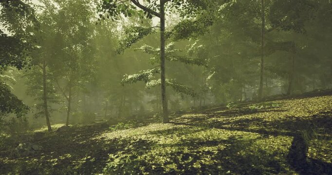 Sunlight streams through the leaves of tall trees in a serene forest. Soft shadows dance across the lush, green ground, creating an enchanting and peaceful ambiance.