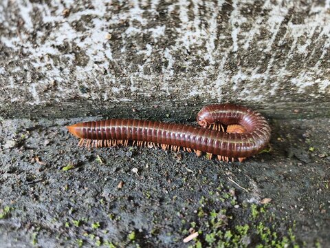 A high-angle macro shot of a large reddish-brown millipede with many legs crawling on a damp, textured concrete surface in a humid garden environment.