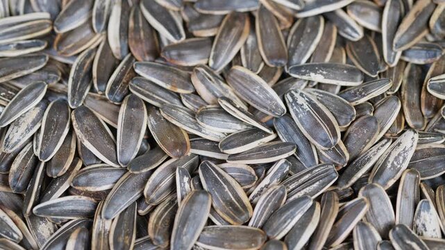 Sunflower seed display. Roasted sunflower shells and kernels. Closeup of salted sunflower seed collection. Pile of toasted sunflower seeds with scattered kernels and shells