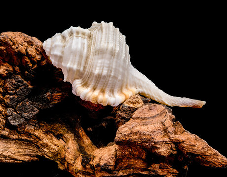 Tibia fusus seashell with driftwood on black background