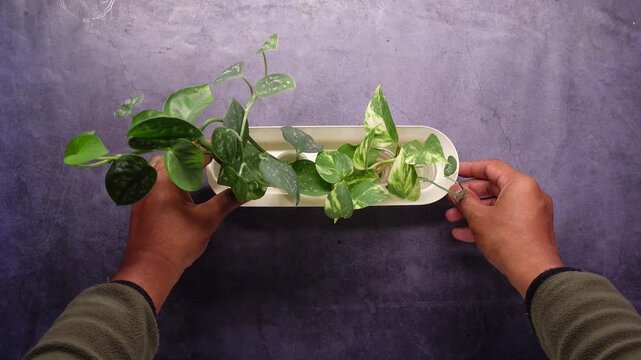 Hands adjusting small green houseplants in white decorative container on dark tabletop