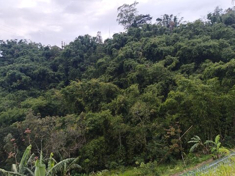 Vibrant green bamboo forest blankets a tropical hillside under a cloudy sky, with a mosque minaret visible in the far distance.