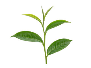 Fototapeta premium Fresh green tea leaves on a stem isolated on transparent background