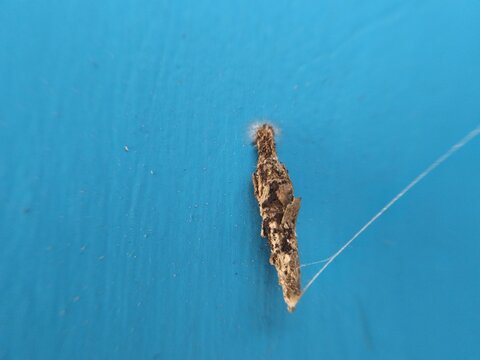 Macro shot of a bagworm moth larva in its protective silk and debris case, isolated against a vibrant blue textured background.
