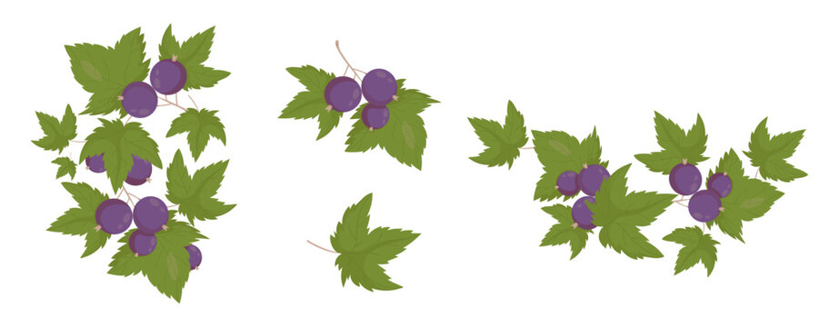 Blackcurrant Set. Berry Branches and Leaves. Isolated Botanical Composition and Ornaments, Organic Fruit Decorative Elements. Vector illustration