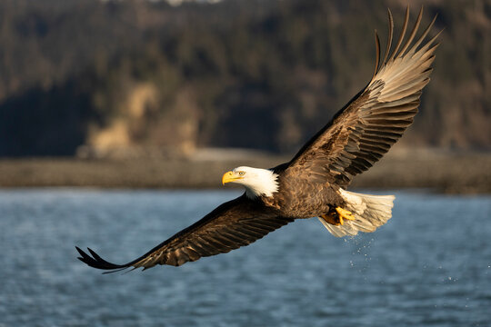 Bald Eagle with Wings Extended Flying Low over Water in Alaska