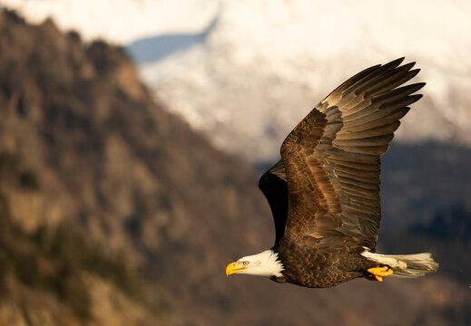 Bald Eagle FLying with Kenai Mountain Background