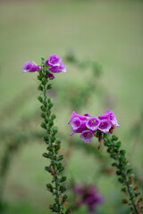 Close-up of purple foxglove flowers © jicheng