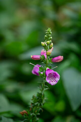 Close-up of purple foxglove flowers © jicheng