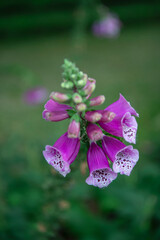 Close-up of purple foxglove flowers © jicheng
