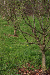 Fototapeta premium Hazel tree plantation on early springtime in the italian countryside. Corylus avellana trees with fresh new leaves 