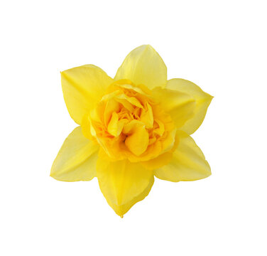 Yellow terry narcissus flower isolated on white or transparent background. Top view.