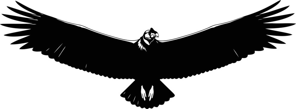 Majestic Andean californiya condor silhouette vector.
