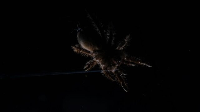 a tarantula shoot in below