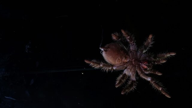a tarantula shoot in below