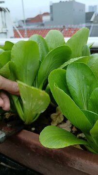Harvesting Bok Choy From a Potted Plant