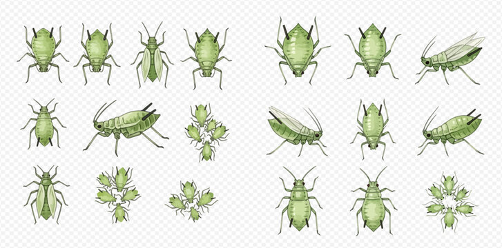 Aphid vector set, green aphids on transparent background, plant parasites and pests.