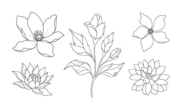 Five delicate line floral including magnolias and a dahlia flower botanical nature