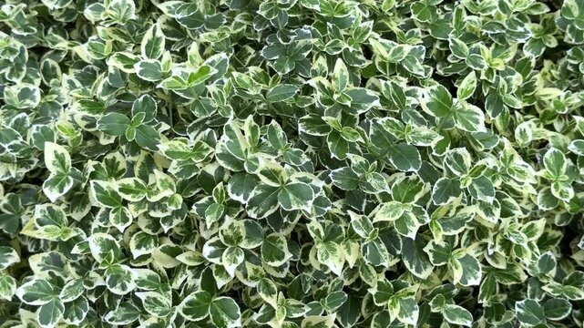 A dense, vibrant carpet of glossy variegated euonymus leaves. The striking foliage features deep green centers with crisp, creamy-white margins, creating a lush and highly textured natural pattern.