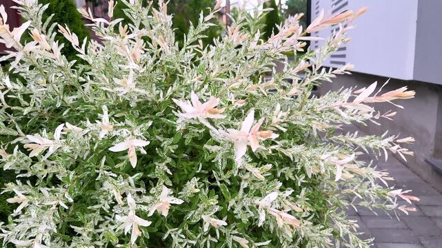 A close-up of a lush Hakuro Nishiki dappled willow bush, showing delicate branches with striking white, green, and pale pink variegated leaves in a bright, tranquil garden setting.
