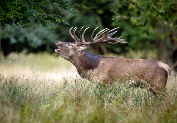 Fototapeta premium Deer male buck ( Cervus elaphus ) during rut