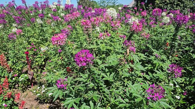 Spider Flower Or Spider Plant Cleome Spinosa Close Up