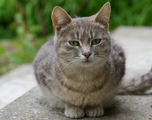 Fototapeta premium Beautiful gray street cat outdoors
