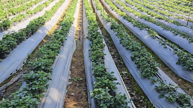 The strawberry farm is a long row.