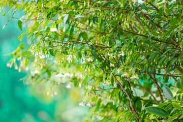 Fototapeta premium beautiful white flower on tree in the garden