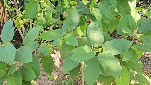 kratom plant, Mitragyna speciosa Korth., can be used medicinally 