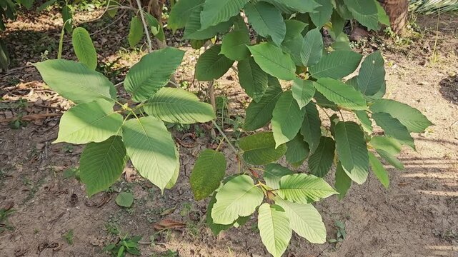 The leaves of the kratom plant, Mitragyna speciosa Korth., can be used medicinally or to increase vitality