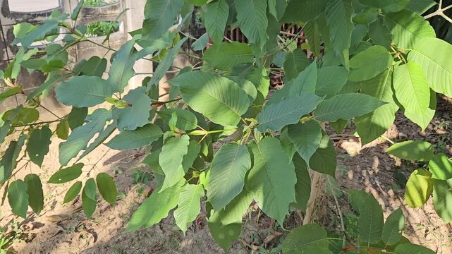 focus The leaves of the kratom plant, Mitragyna speciosa Korth., can be used medicinally or to increase vitality