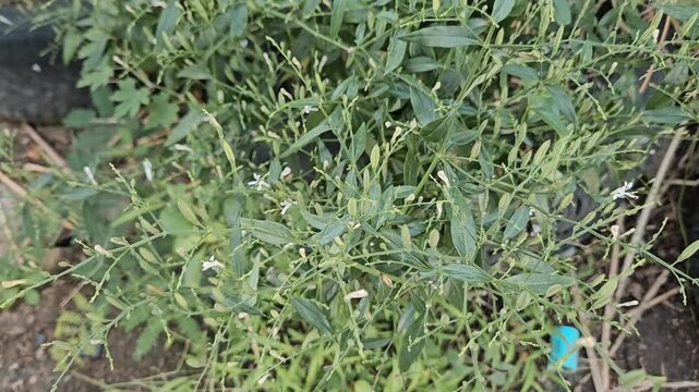 The flowers and leaves of the Andrographis paniculata plant.