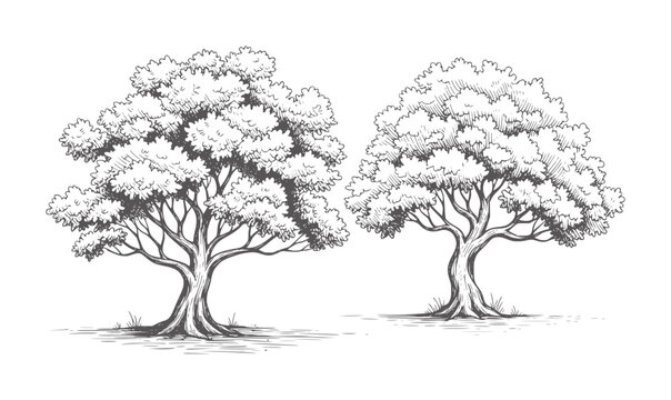 Two black and white ink trees with dense foliage