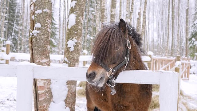 Close-up of a donkey or pony in the forest in winter