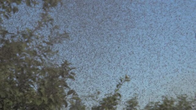 Flying Flies Insects in the Air, Flock of Mosquitoes