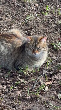 cat in the grass