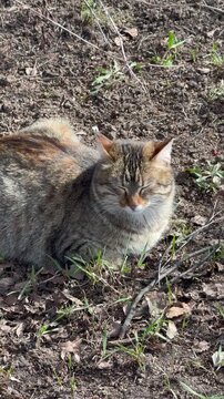 cat in the grass