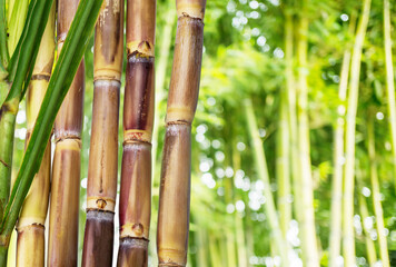 Obraz premium Fresh sugar cane stalks on a nature background. Natural sweetener and agricultural product concept.
