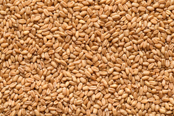 Fototapeta premium Natural whole wheat grain texture pattern for healthy food background