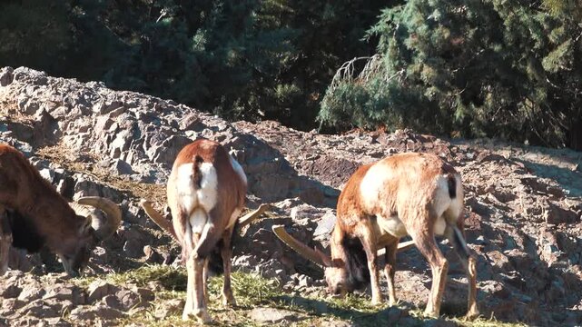 Persian wild goats (Capra aegagrus blythi) saber-shaped horns animals graze in a mountain meadow. Iran. Bezoar goats have been domesticated for a long time