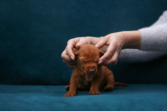 Human hands petting cute yawning Vizsla puppy on blue velvet background. Small purebred dog care and friendship concept. Studio pet portrait with copy space for commercial design