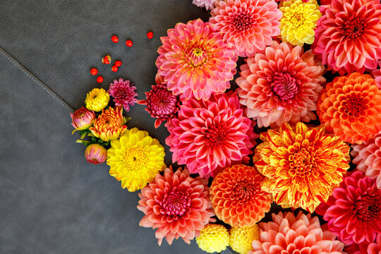 Background with different pink, orange and yellow Dahlia flowers. Colorful dahlia garden flowers, wallpaper backdrop. Blossoming dalias bloom