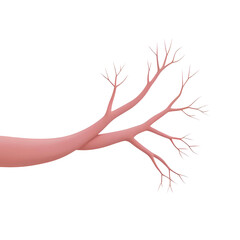 Fototapeta premium The illustration depicts a branching blood vessel network in a human body.