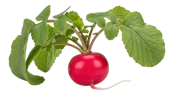A red radish with green leaves