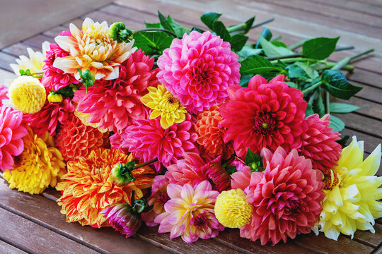 Different pink, orange and yellow Dahlia flowers. Colorful dahlia garden flowers, wallpaper backdrop. Blossoming dalias bloom
