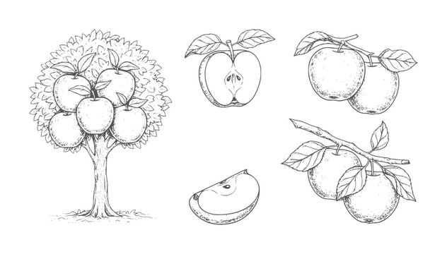 Hand drawn apple tree with fruit and apple slices white branch leaf