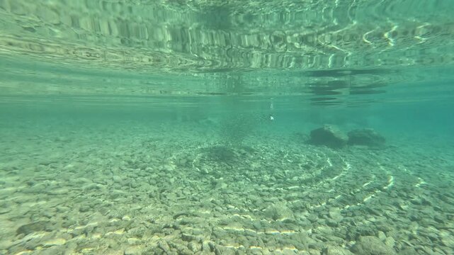 Marine predator action: A cormorant swimming underwater to hunt silverfish over a rocky seabed.